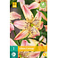 Lelie Corsage - Roze Kleurige Lelie Voor De Border - Garden-Select.nl