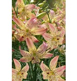 Lily Corsage - Rosa Farbe Lilie für die Grenze - Garden-Select.de