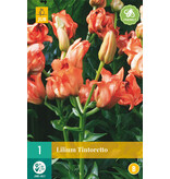 Lelie Tintoretto - Oranje Kleurige lelie - Zomerbollen kopen? Garden Select