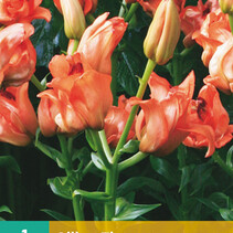 Lelie Tintoretto - 1 Bol