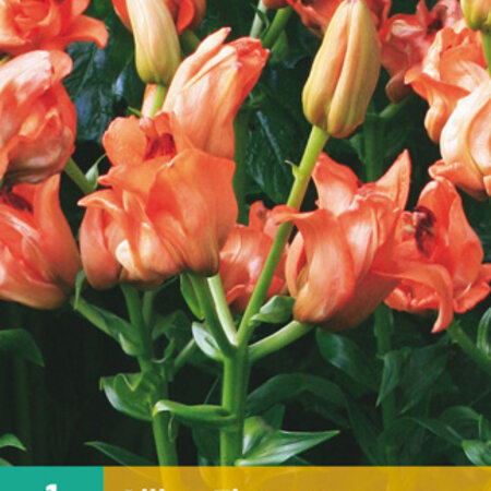 Lily Tintoretto - Orange coloured lily - Buy summer bulbs? Garden Select