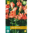 Lily Tintoretto - Orange coloured lily - Buy summer bulbs? Garden Select