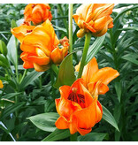 Lily Tintoretto - Orange coloured lily - Buy summer bulbs? Garden Select