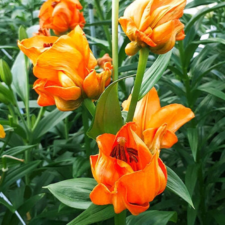 Lelie Tintoretto - Oranje Kleurige lelie - Zomerbollen kopen? Garden Select