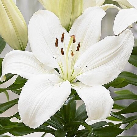 Lily Gwen - A beautiful low lily for in pots - Garden-Select.com