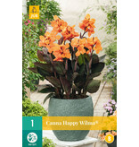 Canna Happy Wilma - Exotische Kübelpflanze kaufen? - Kübelpflanze - Garden-Select.de