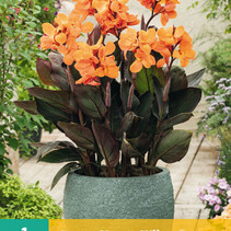 Canna Happy Wilma - 1 Pflanze