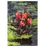 Buy Canna Happy Wilma - Exotic Potted Plant? - Tub plant - Garden-Select.com
