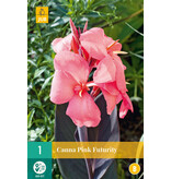 Canna Pink Futurity - Tropische Cannas kaufen? - Exotische Pflanzen - Garden-Select.de