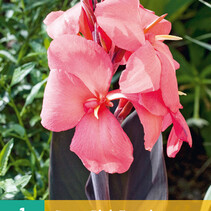 Canna Pink Futurity - Neu - 1 Pflanze