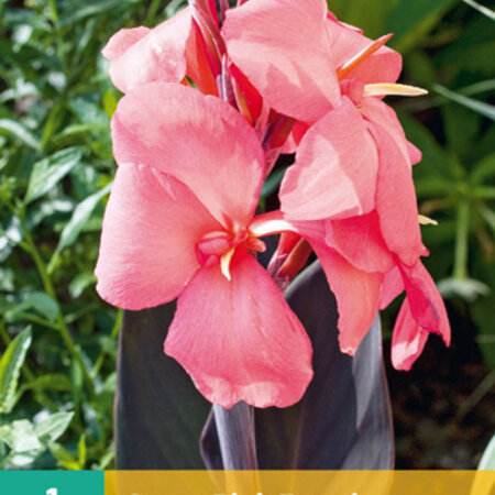Canna Pink Futurity - Buy Tropical Cannas? - Exotic Plants - Garden-Select.com