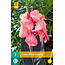 Canna Pink Futurity - Buy Tropical Cannas? - Exotic Plants - Garden-Select.com