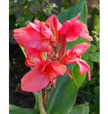 Canna Pink Futurity - Buy Tropical Cannas? - Exotic Plants - Garden-Select.com