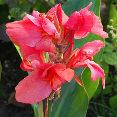 Canna Pink Futurity - Tropische Cannas kaufen? - Exotische Pflanzen - Garden-Select.de