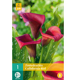Zantedeschia - Callafornia Red - Buying Calla Red? Garden-Select.com