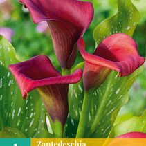 Zantedeschia - Callafornia Red - 1 Bol