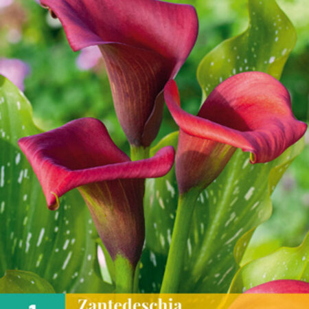 Zantedeschia - Callafornia Red  - Calla Rood Kopen? Garden-Select.com