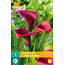 Zantedeschia - Callafornia Red - Buying Calla Red? Garden-Select.com