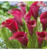Zantedeschia - Callafornia Red - Calla Red kaufen? Garden-Select.de