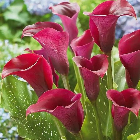 Zantedeschia - Callafornia Red  - Calla Rood Kopen? Garden-Select.com