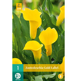 Zantedeschia - Gold Label  - Gele Hybride Calla Voor Potten En Border