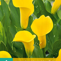 Zantedeschia - Gold Label  - 1 Blumenzwiebel