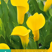 Zantedeschia - Gold Label - 1 Bulb
