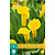 Zantedeschia - Gold Label - 1 Bol