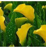 Zantedeschia - Gold Label  - Yellow Hybrid Calla For Pots And Border