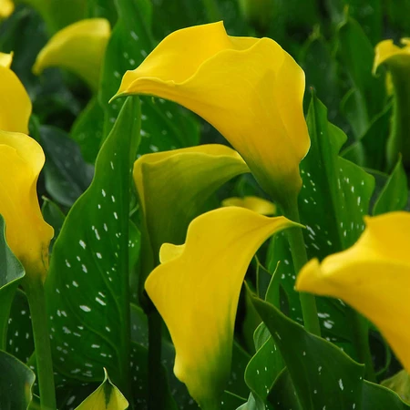 Zantedeschia - Gold Label  - Gelbe Calla-Hybride für Töpfe und Rabatten