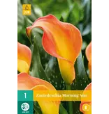 Zantedeschia - Morning Sun - Calla Bloembollen Online Kopen? Garden-Select.com