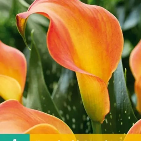 Zantedeschia - Morning Sun - Calla Flower Bulbs Buy Online? Garden-Select.com