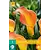 Zantedeschia - Morning Sun - 1 Bulb