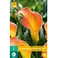 Zantedeschia - Morning Sun - Calla Flower Bulbs Buy Online? Garden-Select.com