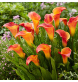 Zantedeschia - Morning Sun - Calla Blumenzwiebeln Online kaufen? Garden-Select.de