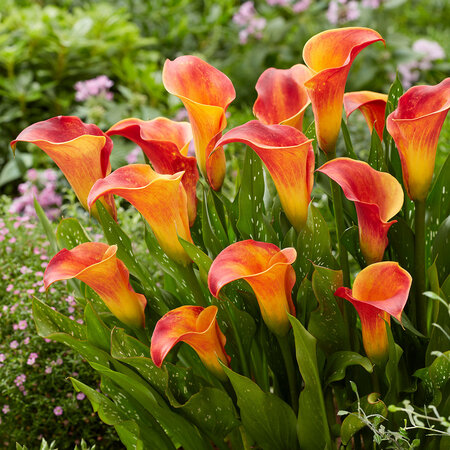 Zantedeschia - Morning Sun - Calla Blumenzwiebeln Online kaufen? Garden-Select.de