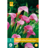 Zantedeschia - Garnet Glow - Roze Calla Kopen?  Potplanten Voor Balkon En Terras