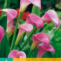 Zantedeschia - Garnet Glow - 1 Bol