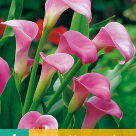 Buy Zantedeschia - Garnet Glow - Pink Calla?  Potted Plants For Balcony And Terrace