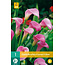 Kaufen Sie Zantedeschia - Garnet Glow - Pink Calla?  Topfpflanzen für Balkon und Terrasse