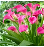 Buy Zantedeschia - Garnet Glow - Pink Calla?  Potted Plants For Balcony And Terrace