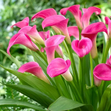 Buy Zantedeschia - Garnet Glow - Pink Calla?  Potted Plants For Balcony And Terrace