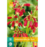 Dichelostemma Ida-Maia - Feuerwerksblume - Garden-Select.de