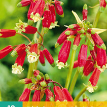 Dichelostemma Ida-Maia - 10 Bulbs