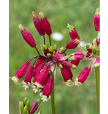Dichelostemma Ida-Maia - Fireworks Flower - Garden-Select.com