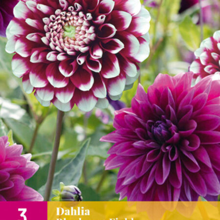 Dahlia Blueberry Fields - Mix - Gemengde Dahlia's Kopen? - Garden-Select.nl