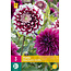Dahlia Blueberry Fields - Mix - Gemengde Dahlia's Kopen? - Garden-Select.nl