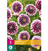Dahlia Edinburgh - Eenvoudig Online Dahlia's Bestellen? - Garden-Select.nl