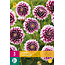 Dahlia Edinburgh - Eenvoudig Online Dahlia's Bestellen? - Garden-Select.nl