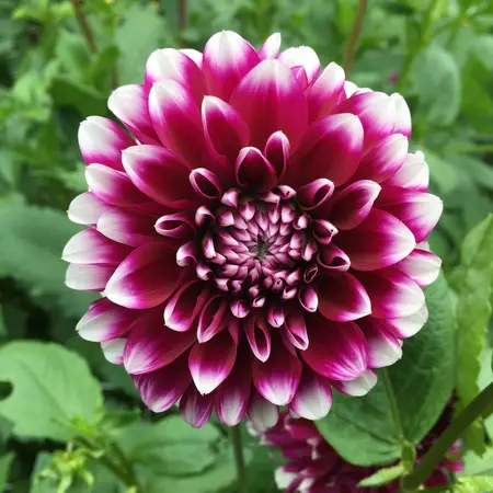 Dahlien Edinburgh - Dahlien online bestellen? - Garden-Select.de